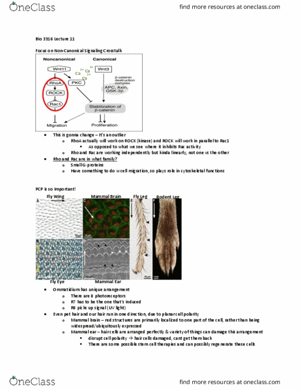Biology 3316A/B Lecture Notes - Lecture 11: Rho-Associated Protein Kinase, Rac1, Ommatidium thumbnail
