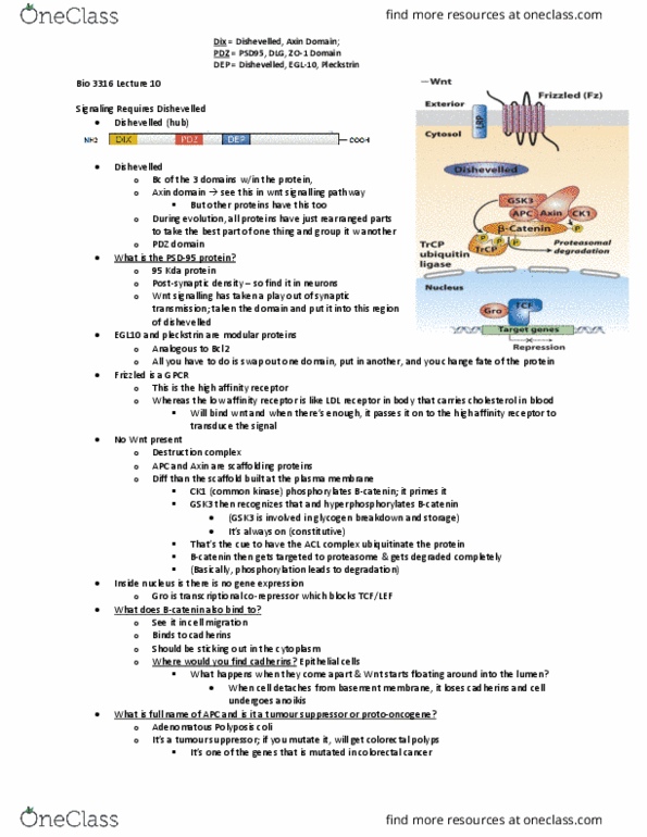 Biology 3316A/B Lecture Notes - Lecture 10: Wnt Signaling Pathway, Pdz Domain, Dishevelled thumbnail