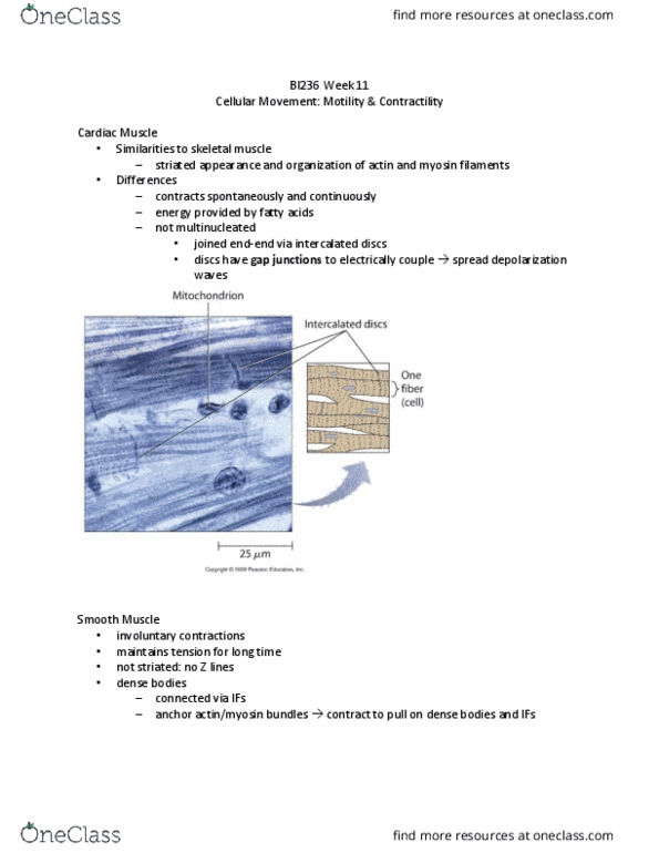 BI236 Lecture Notes - Lecture 7: Skeletal Muscle, Motility, Amoeboid Movement thumbnail