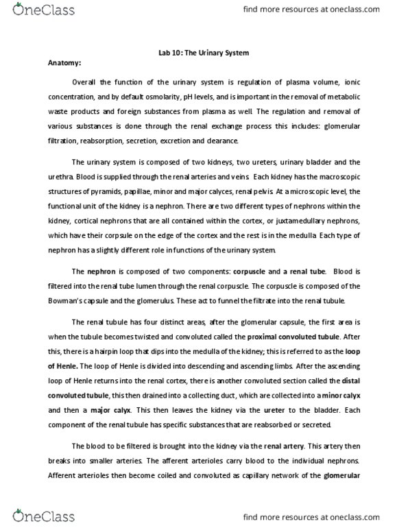 HN220 Lecture Notes - Lecture 10: Distal Convoluted Tubule, Renal Corpuscle, Renal Artery thumbnail