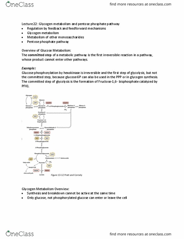 BIOC 2300 Lecture Notes - Lecture 22: Pentose Phosphate Pathway, Metabolic Pathway, Pentose thumbnail