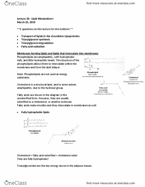 BIOC 2300 Lecture Notes - Lecture 26: Cholesteryl Ester, Lipid Bilayer, Ester thumbnail