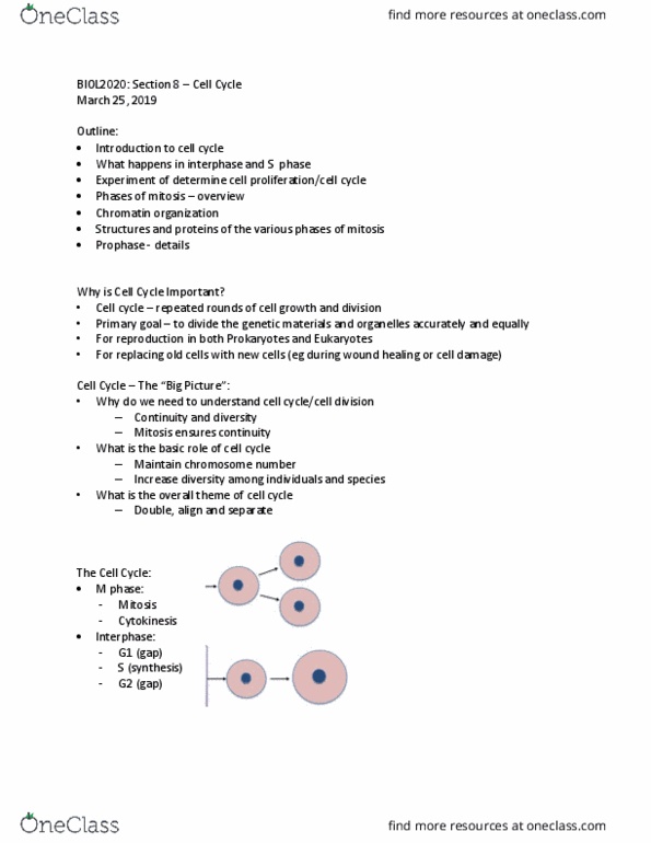 BIOL 2020 Lecture Notes - Lecture 21: Cell Cycle, Interphase, Mitosis thumbnail