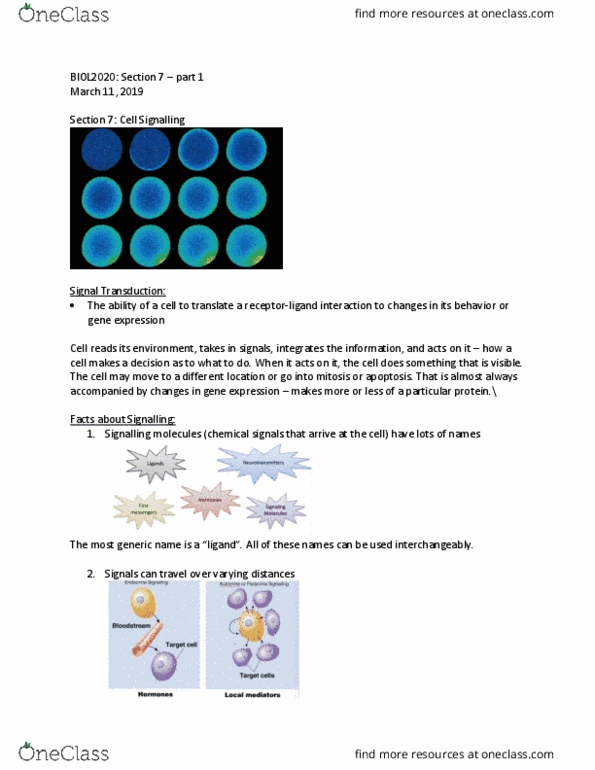 BIOL 2020 Lecture Notes - Lecture 17: Apoptosis, Mitosis, Endocrine System thumbnail