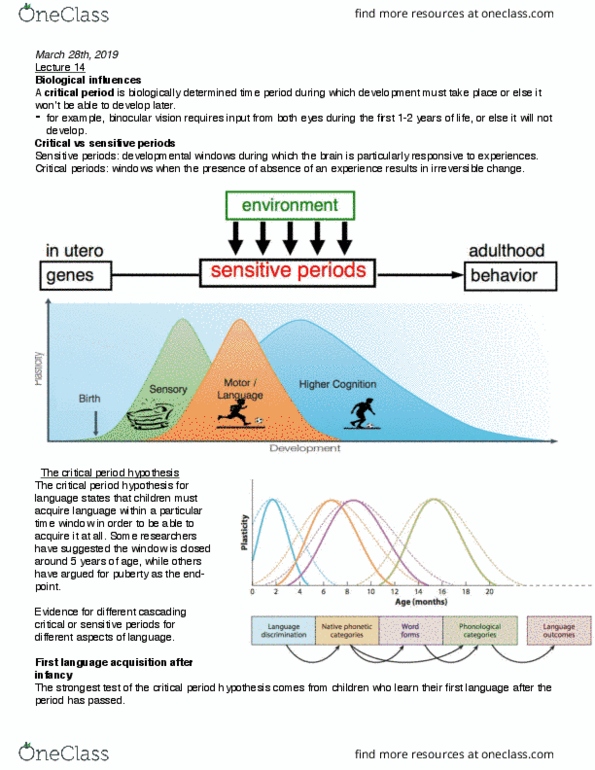 SAR SH 524 Lecture Notes - Lecture 14: Critical Period Hypothesis, Critical Period, The Strongest thumbnail