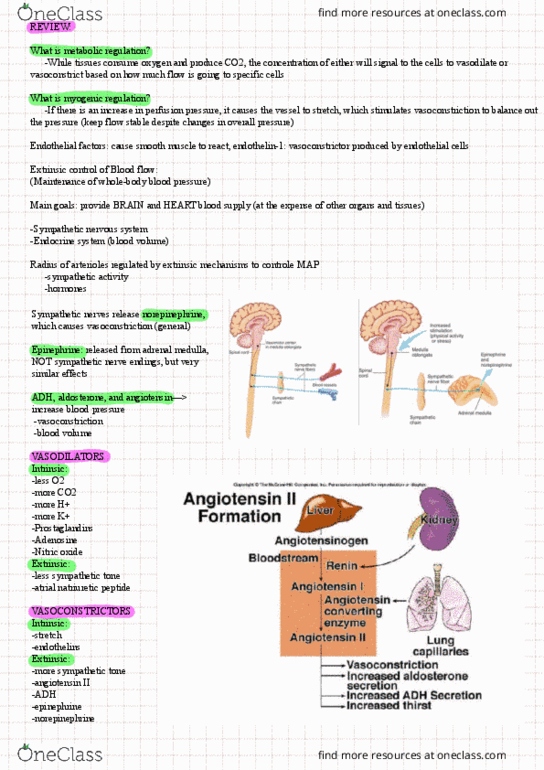 HP 127 Lecture Notes - Lecture 14: Natriuretic Peptide, Nitric Oxide, Sympathetic Nervous System thumbnail