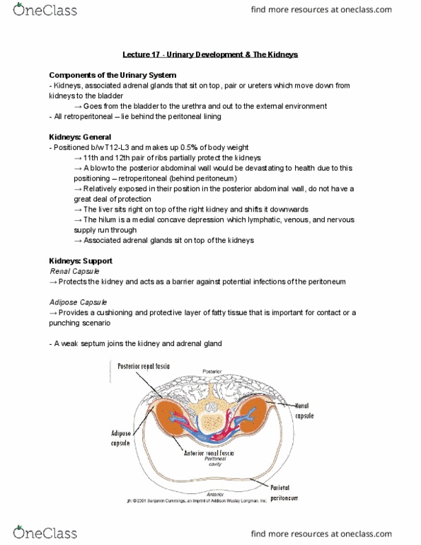 Health Sciences 3300A/B Lecture Notes - Lecture 17: Renal Capsule, Adrenal Gland, Abdominal Wall thumbnail