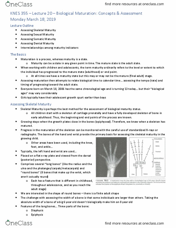 KNES 355 Lecture Notes - Lecture 20: Epiphyseal Plate, Diaphysis, Epiphysis thumbnail