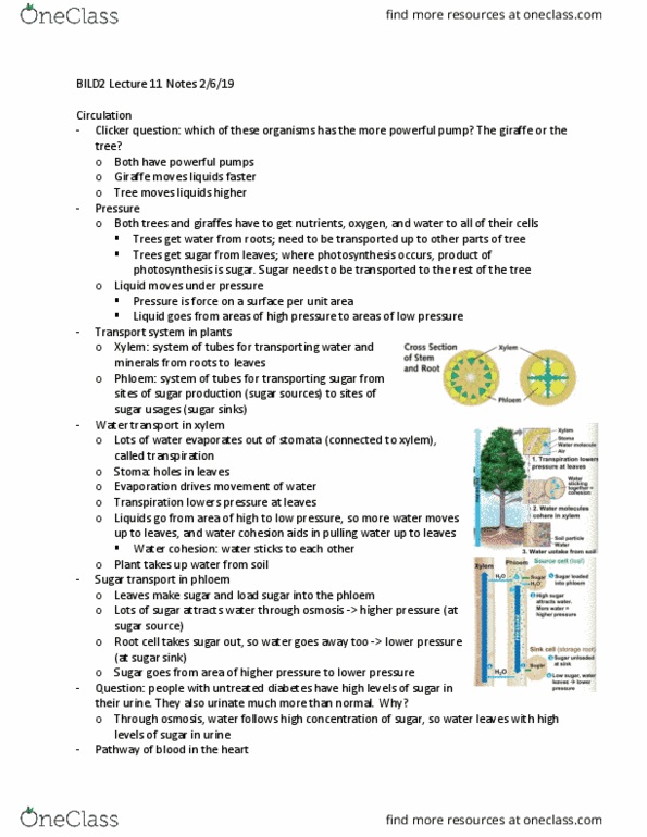 BILD 2 Lecture Notes - Lecture 11: Phloem, Xylem, Transpiration thumbnail