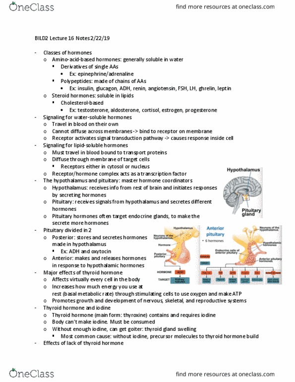 BILD 2 Lecture Notes - Lecture 16: Thyroid, Basal Metabolic Rate, Signal Transduction thumbnail