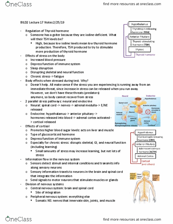 BILD 2 Lecture Notes - Lecture 17: Adrenal Medulla, Peripheral Nervous System, Anterior Pituitary thumbnail