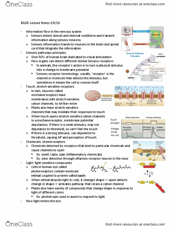 BILD 2 Lecture Notes - Lecture 19: Olfactory Receptor Neuron, Phototropin, Sensory Neuron thumbnail