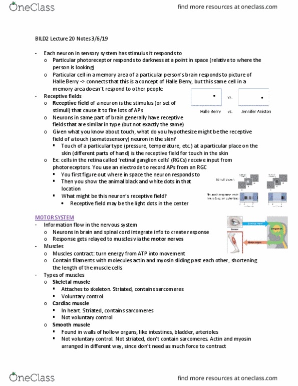 BILD 2 Lecture Notes - Lecture 20: Retinal Ganglion Cell, Halle Berry, Receptive Field thumbnail