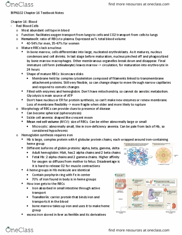 BIPN 102 Chapter Notes - Chapter 16: Globular Protein, Magnetic Core, Membrane Transport Protein thumbnail