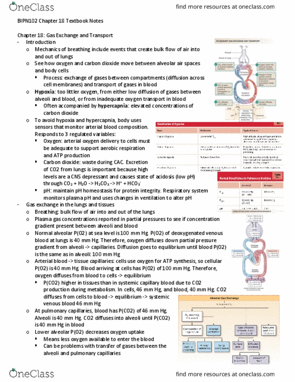 BIPN 102 Chapter Notes - Chapter 18: Venous Blood, Ph, Respiratory Acidosis thumbnail