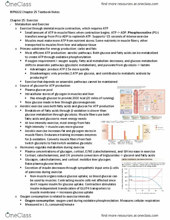 BIPN 102 Chapter Notes - Chapter 25: Metabolic Acidosis, Oxidative Phosphorylation, Cellular Respiration thumbnail