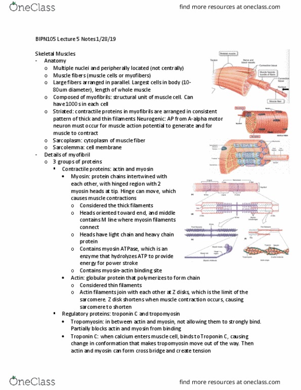BIPN 105 Lecture Notes - Lecture 5: Alpha Motor Neuron, Troponin C, Globular Protein thumbnail