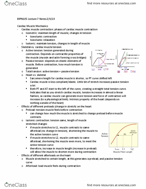 BIPN 105 Lecture Notes - Lecture 7: Cardiac Muscle, Afterload, Sarcomere thumbnail