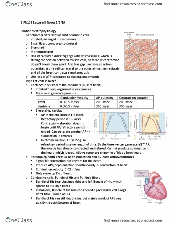 BIPN 105 Lecture Notes - Lecture 8: Purkinje Fibers, Cardiac Electrophysiology, Intercalated Disc thumbnail