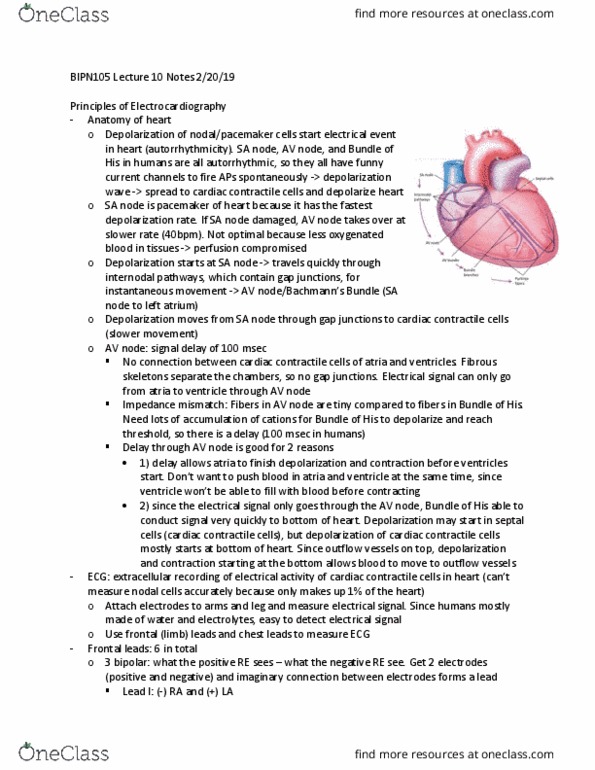 BIPN 105 Lecture Notes - Lecture 10: Atrioventricular Node, Sinoatrial Node, Pacemaker Current thumbnail