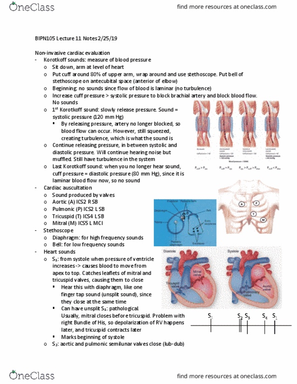 BIPN 105 Lecture Notes - Lecture 11: Korotkoff Sounds, Heart Valve, Brachial Artery thumbnail