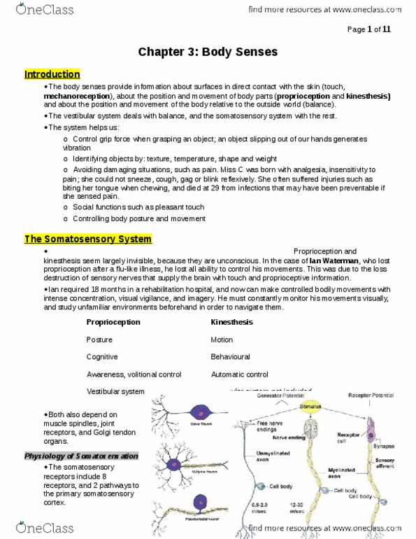 PSYC 215 Chapter Notes -Postcentral Gyrus, Golgi Tendon Organ, Cortical Column thumbnail