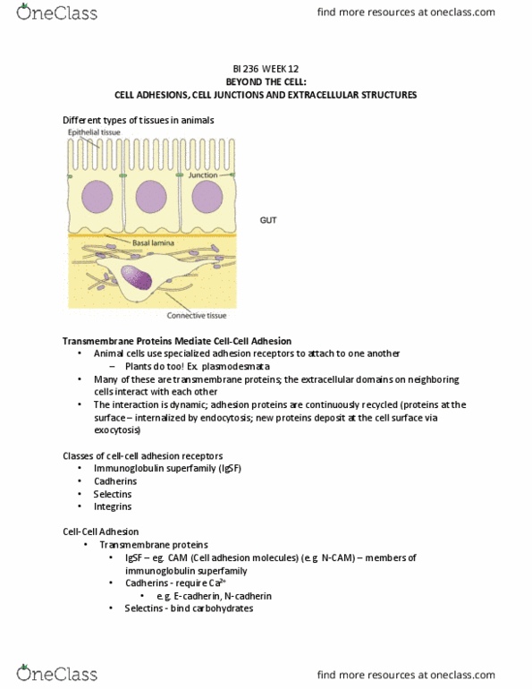 BI236 Lecture Notes - Lecture 1: Immunoglobulin Superfamily, Cell Adhesion Molecule, Selectin thumbnail