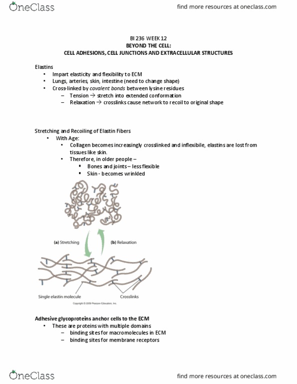 BI236 Lecture Notes - Lecture 3: Elastin, Lysine, Collagen thumbnail