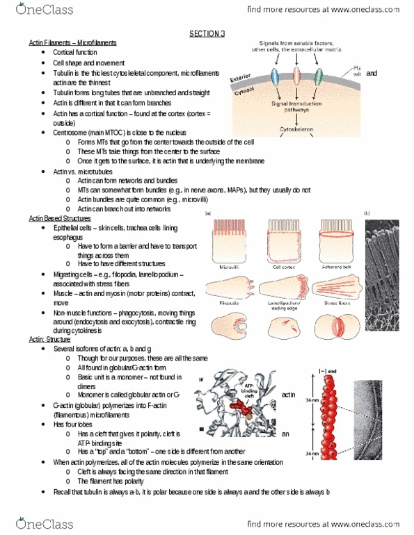 Biology 2382B Lecture Notes - Thymosin, Myosin, Polymerization thumbnail
