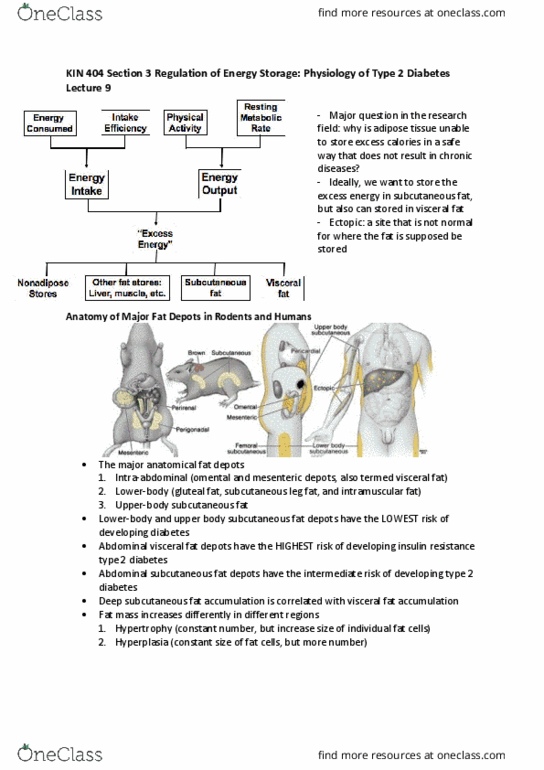 KIN404 Lecture Notes - Lecture 9: Timp1, Blood Sugar, Glycogen thumbnail