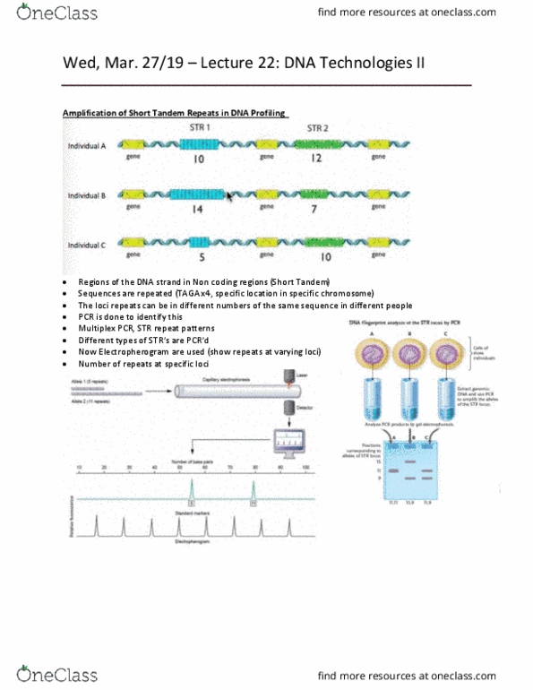 Biology 1202B Lecture Notes - Lecture 22: Microsatellite, Electropherogram, Chromosome thumbnail