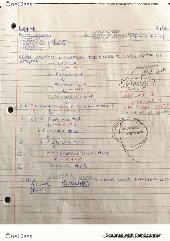 BIOL 1334 Lecture 7: lecture 7 thumbnail