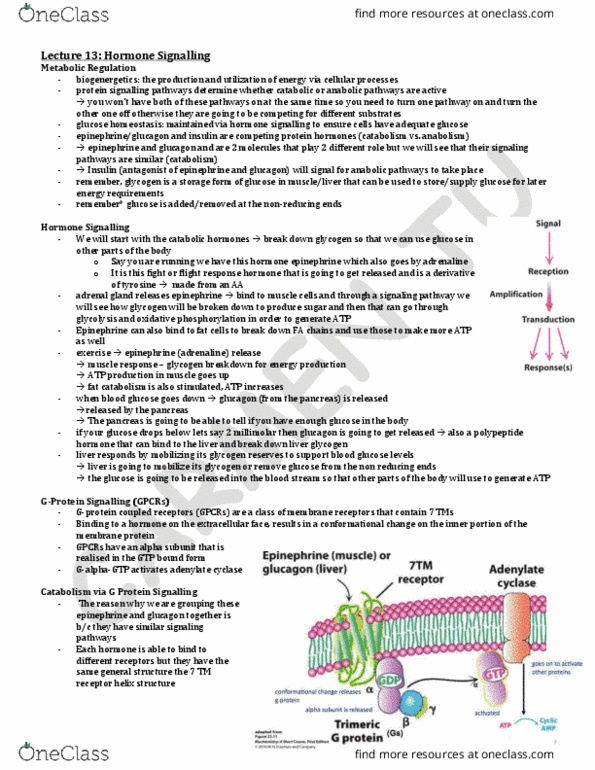 BCH210H1 Lecture 13: Lecture 13 thumbnail