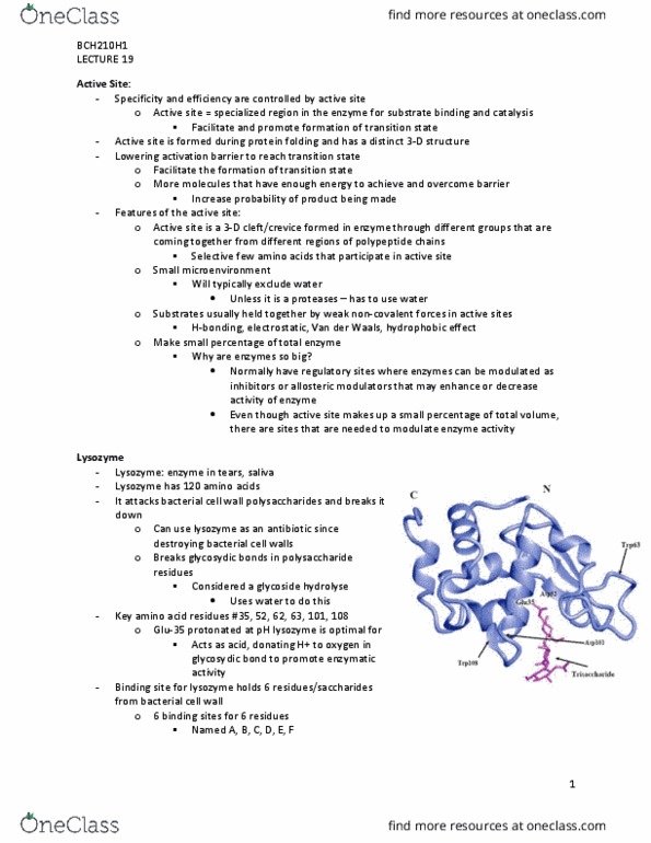 BCH210H1 Lecture Notes - Lecture 19: Lysozyme, Hydrolysis, Protein Folding thumbnail