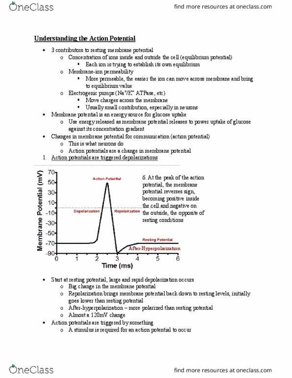 BIOB32H3 Lecture Notes - Lecture 8: Resting Potential, Afterhyperpolarization, Action Potential thumbnail
