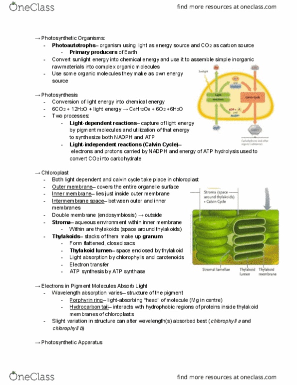 BIOL 1000 Chapter Notes - Chapter 7: Atp Synthase, Light-Independent Reactions, Atp Hydrolysis thumbnail