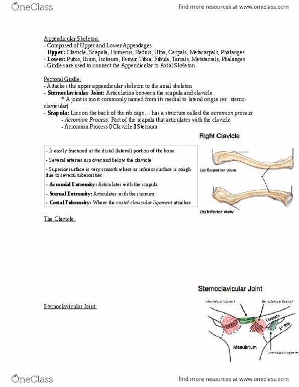 Health Sciences 2300A/B Lecture Notes - Olecranon Fossa, Appendicular Skeleton, Rotator Cuff Tear thumbnail