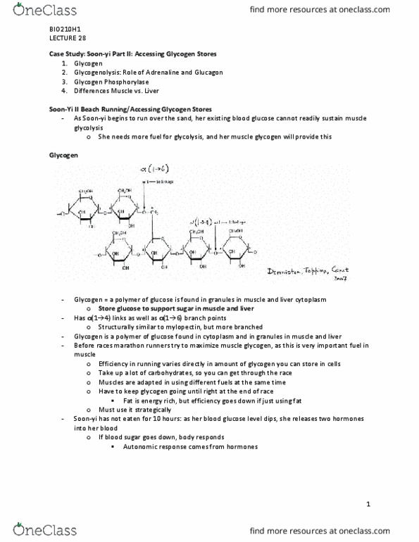 BCH210H1 Lecture Notes - Lecture 28: Glycogen Phosphorylase, Blood Sugar, Glycogen thumbnail