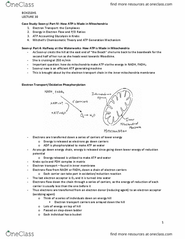 BCH210H1 Lecture Notes - Lecture 30: Citric Acid Cycle, Mitochondrion, Cytochrome C Oxidase thumbnail