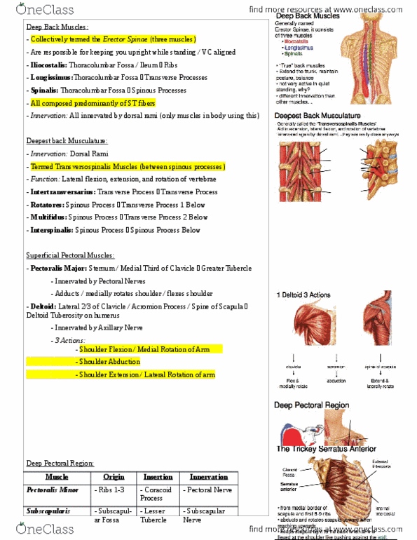 Health Sciences 2300A/B Lecture Notes - Posterior Ramus Of Spinal Nerve, Pectoralis Major Muscle, Multifidus Muscle thumbnail