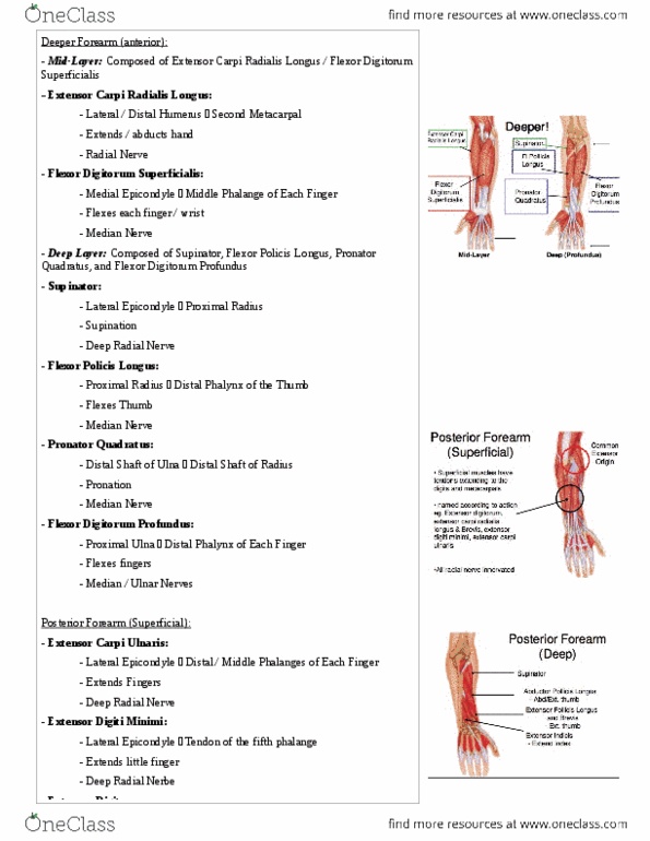Health Sciences 2300A/B Lecture Notes - Extensor Pollicis Longus Muscle, Abductor Pollicis Longus Muscle, Extensor Pollicis Brevis Muscle thumbnail