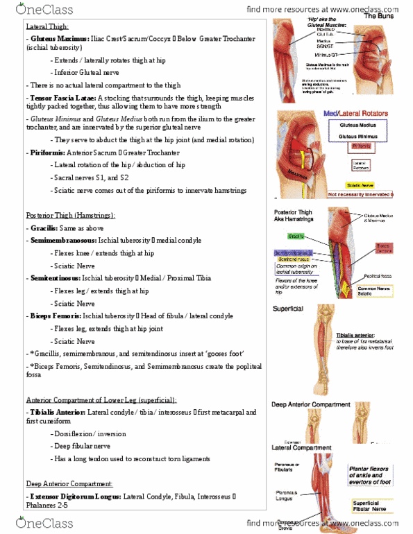 Health Sciences 2300A/B Lecture Notes - Ischial Tuberosity, Superior Gluteal Nerve, Sciatic Nerve thumbnail
