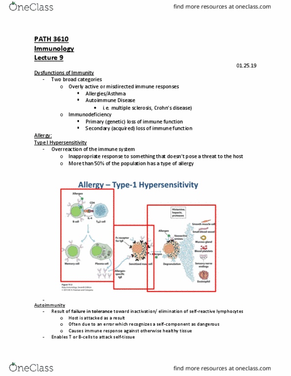PATH 3610 Lecture Notes - Lecture 9: Type I Hypersensitivity, Multiple Sclerosis, Immunoglobulin G thumbnail