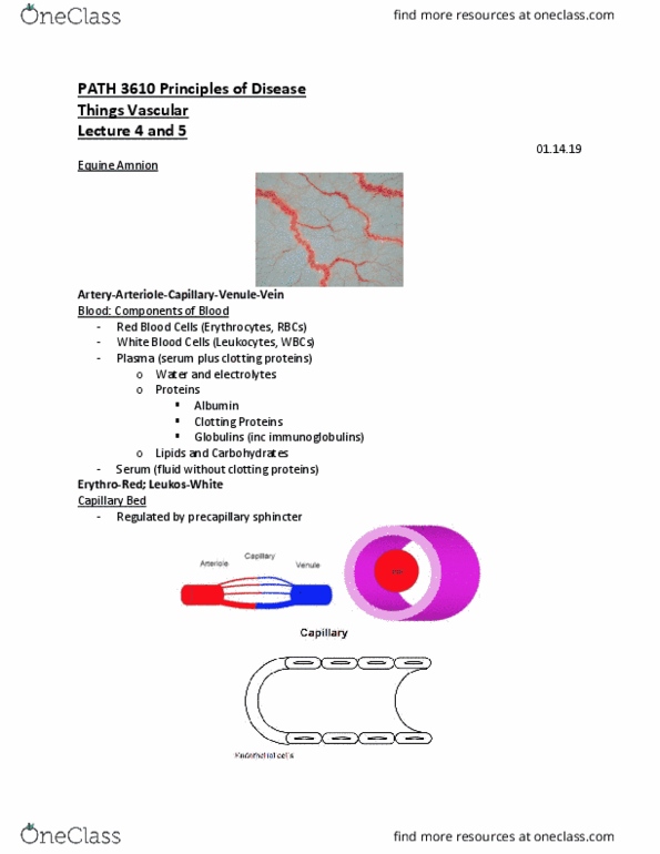 PATH 3610 Lecture Notes - Lecture 4: Thrombus, Antibody, Red Blood Cell thumbnail