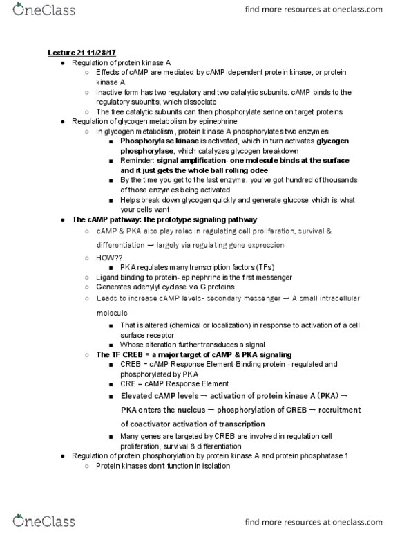 CAS BI 203 Lecture Notes - Lecture 21: Protein Kinase A, Protein Phosphatase 1, Phosphorylase Kinase thumbnail