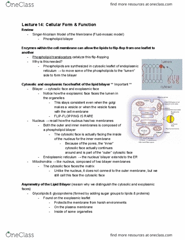 BIO130H1 Lecture Notes - Lecture 14: Lipid Bilayer, Endoplasmic Reticulum, Membrane Protein thumbnail