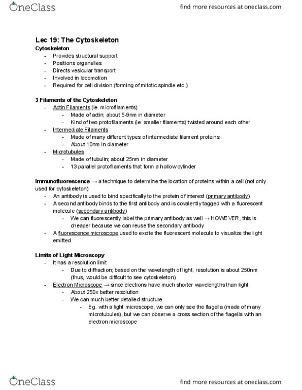 BIO130H1 Lecture Notes - Lecture 19: Fluorescence Microscope, Intermediate Filament, Spindle Apparatus thumbnail