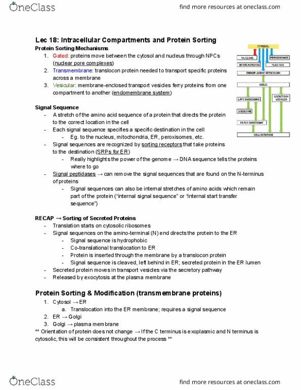 BIO130H1 Lecture Notes - Lecture 18: Translocon, Secretion, Cell Membrane thumbnail