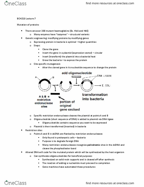 BCH210H1 Lecture Notes - Lecture 7: Restriction Enzyme, Dna Ligase, Phosphodiester Bond thumbnail