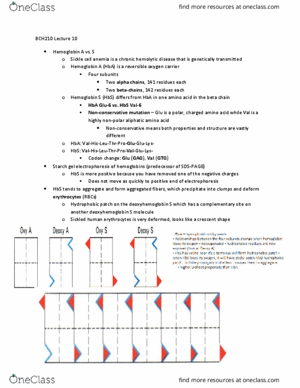 BCH210H1 Lecture Notes - Lecture 10: Hemoglobin, Sickle-Cell Disease, Hemoglobin A thumbnail